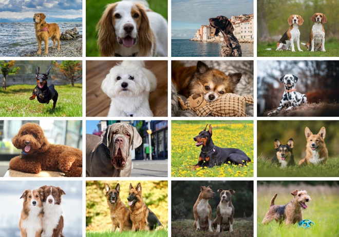 A collage of dog breeds