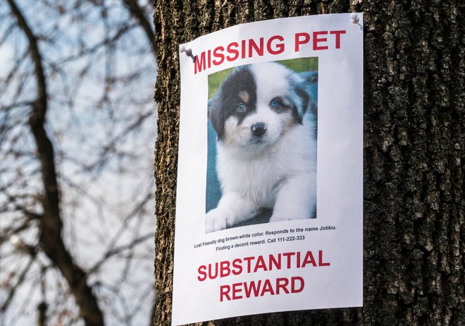 Comment faire une affiche pour chien ou chat perdu ?