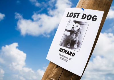 Affiche chien perdu sur poteau