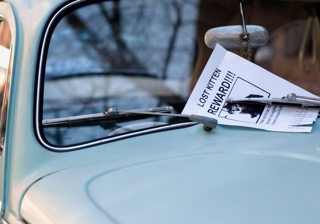 Affiche de chat perdu déposée sur le pare-brise d'une voiture