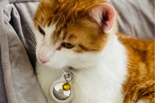 Airtag-Animaux-2
