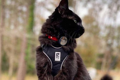 Airtag-Animaux-6