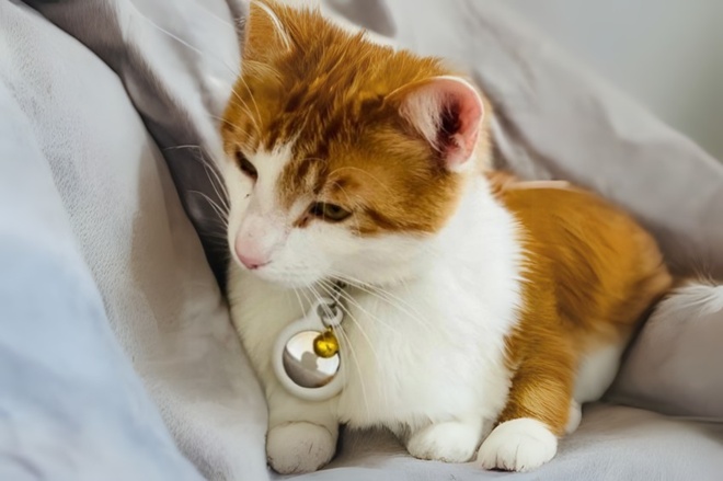 un chat avec un airtag accroché à son collier