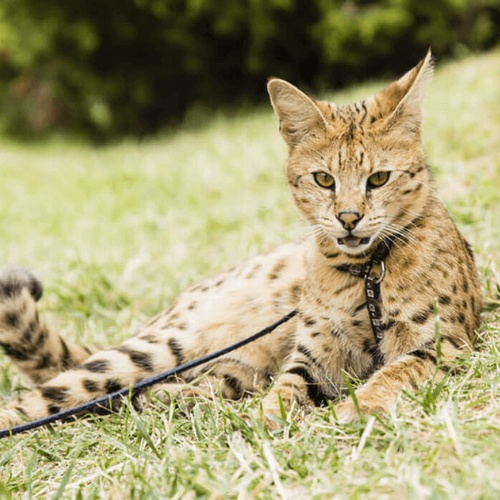 An Ashera lying in the grass
