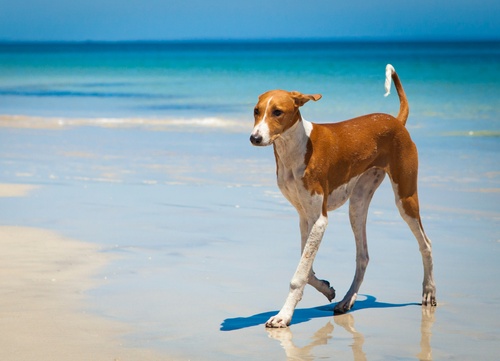 An Azawakh  standing on the sand