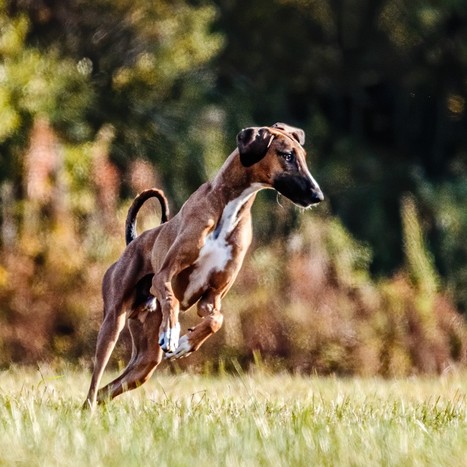 An Azawakh running on the grass