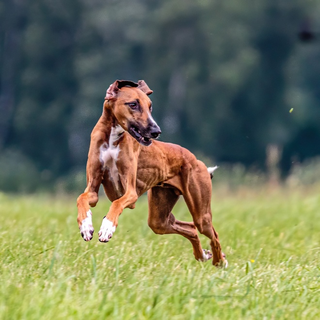 An Azawakh jumping on the grass