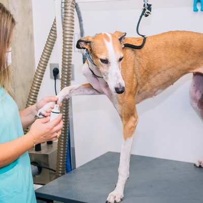 An Azawakh with a vet