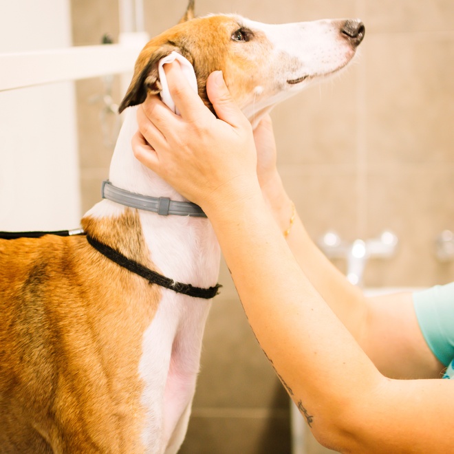 An Azawakh which has its ears examined by the vet