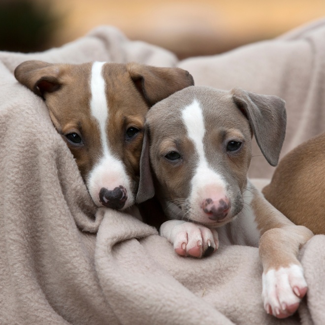 two puppies Azawakhs in a blanket