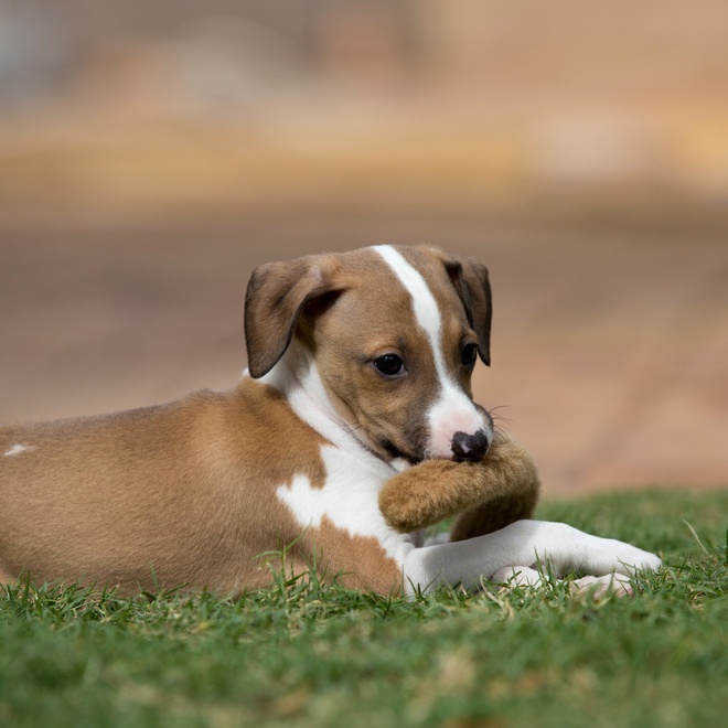 a puppy Azawakh lying on the grass