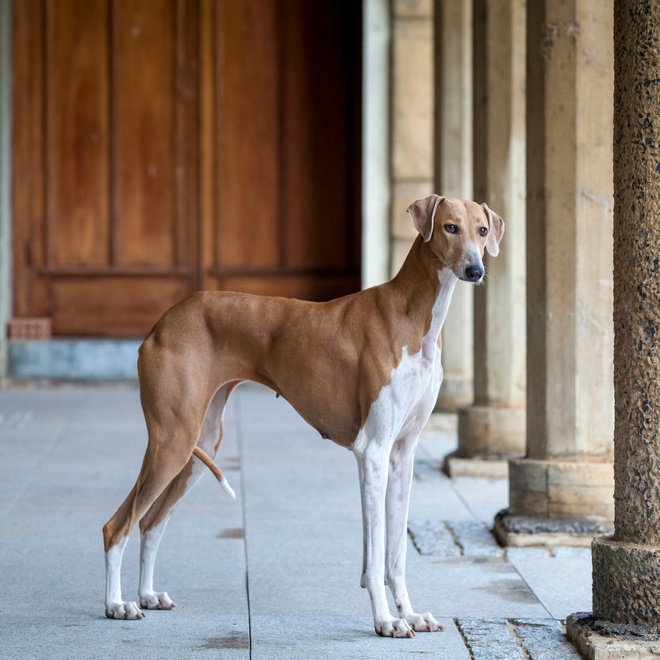 An Azawakh standing
