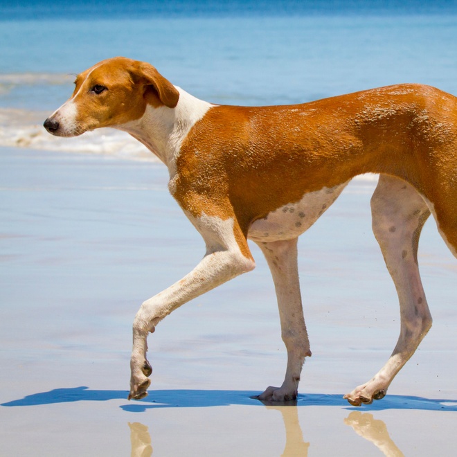 An Azawakh walking on the beach