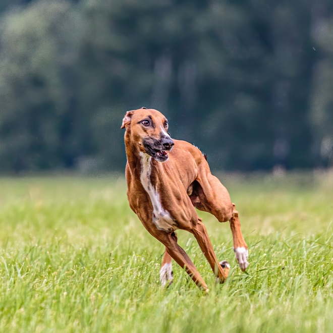 An Azawakh running on the grass