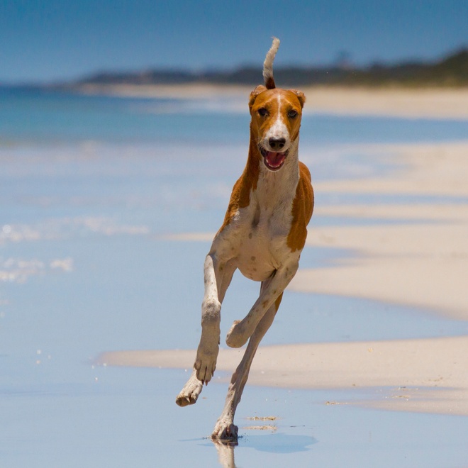 An Azawakh running on the beach