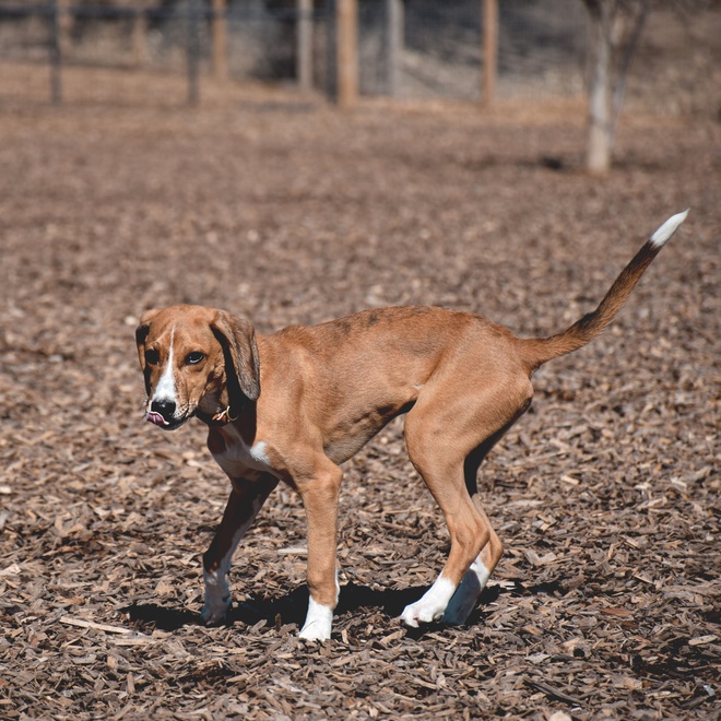 A puppy Azawakh in a forest