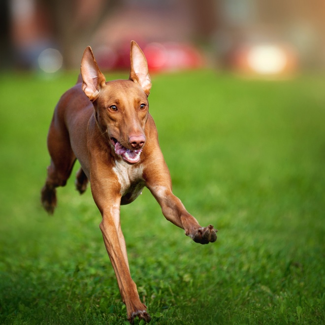 An Azawakh running on the grass