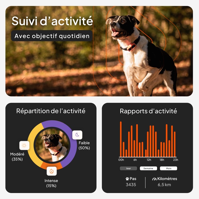 Chien portant le collier GPS Weenect XS en forêt, avec aperçu du suivi d'activité et des statistiques dans l'application