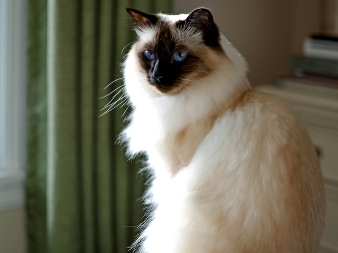 Un chat Balinais assis dans une maison