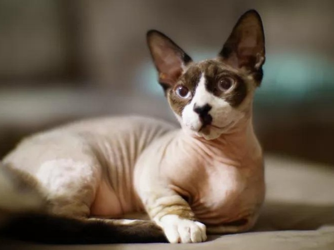 Bambino cat lying