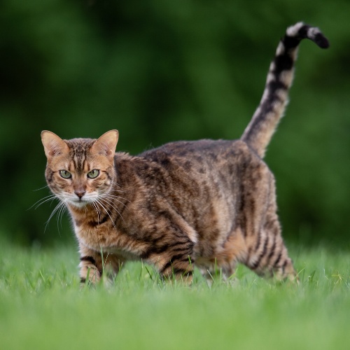 A Bengal cat in the grass