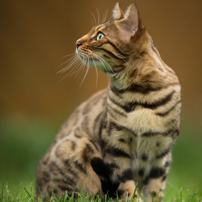 Eine Bengal Katze steht im Gras