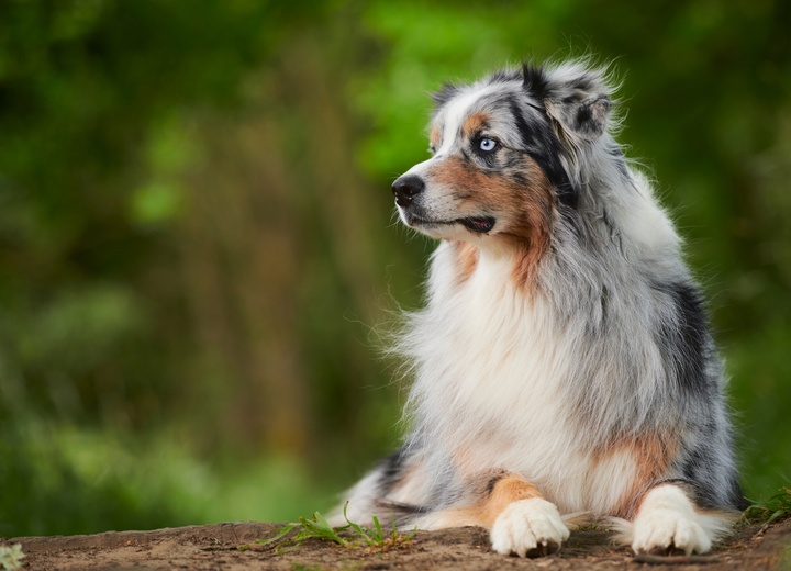 An Australian shepherd lying in the wild