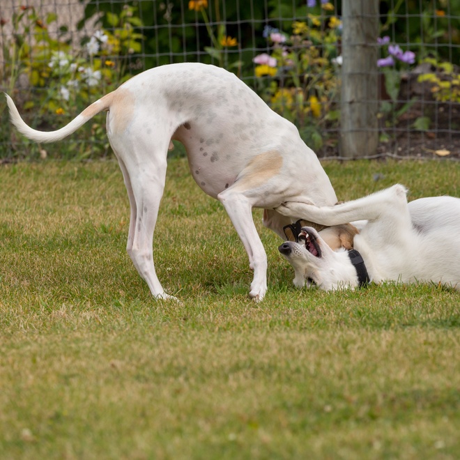 Zwei Billy Hunde spielen zusammen