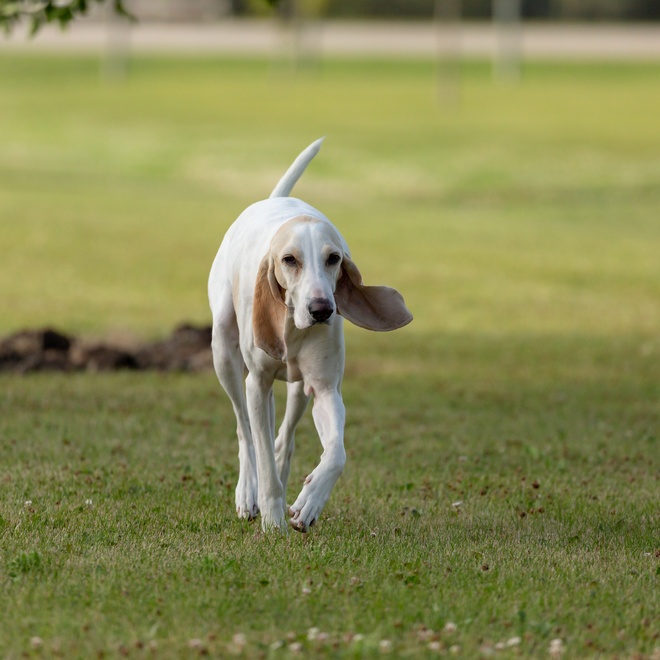 Ein Billy Hund, der durchs Gras rennt