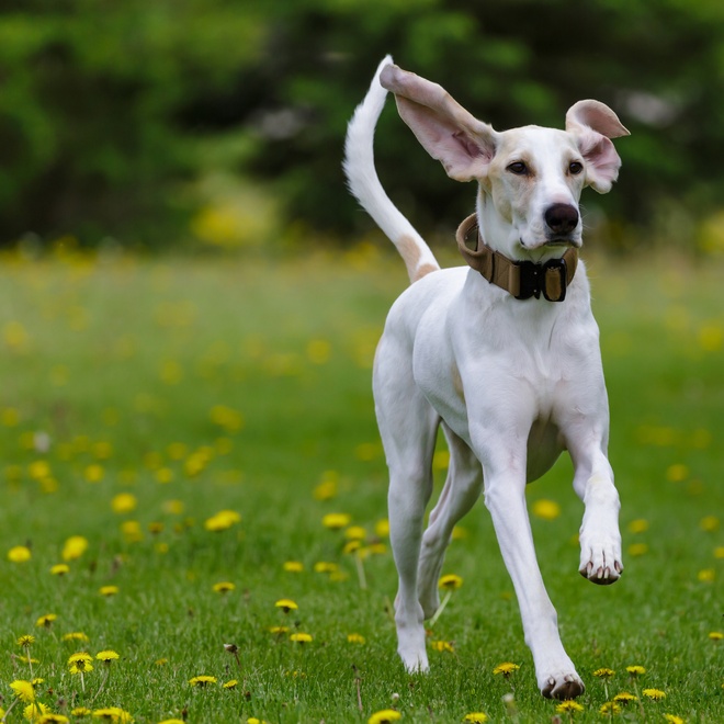 Ein Billy Hund steht im Gras, umgeben von Löwenzahn