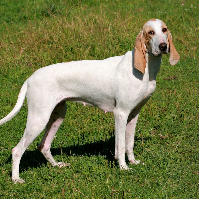 Ein Billy Hund, der in die Ferne blickt