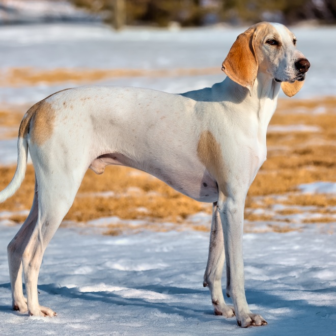 Ein Billy Hund im Schnee