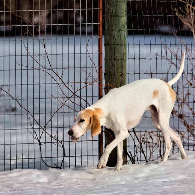 Ein Billy Hund, der im Schnee spazieren geht