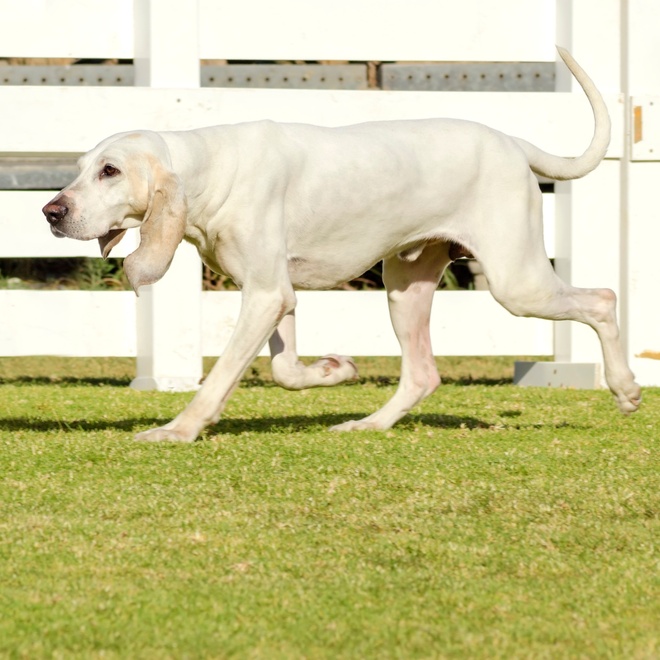 Ein Billy Hund, der auf dem Grasschnitt spazieren geht