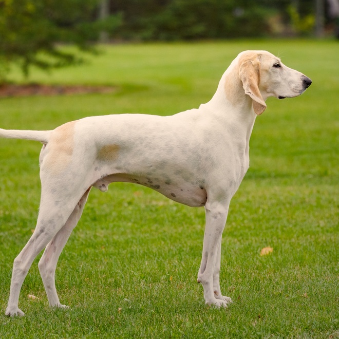 Ein stehender Billy Hund, der in die Ferne blickt