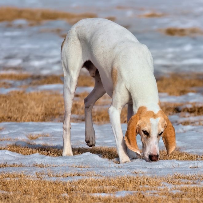 Ein Billy Hund, der eine Spur im Schnee riecht