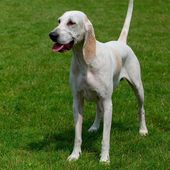 Ein Billy Hund, der seine Zunge herausstreckt