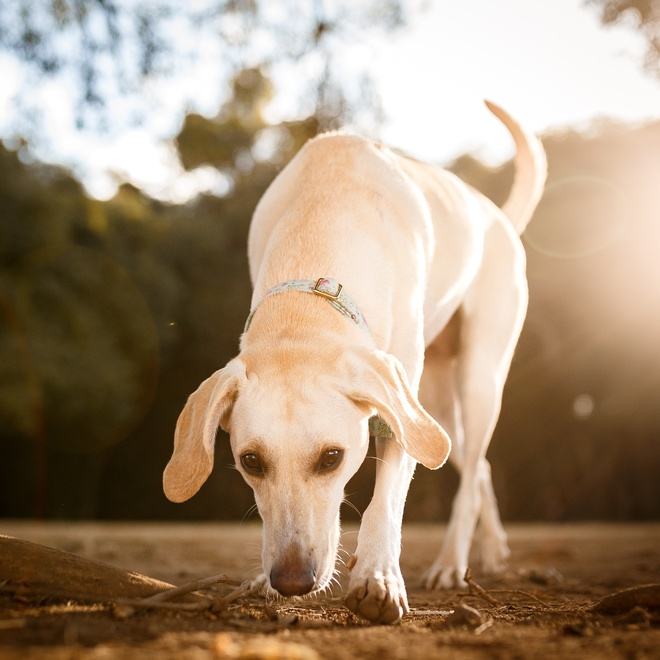 Ein Billy Hund, der am Boden schnüffelt