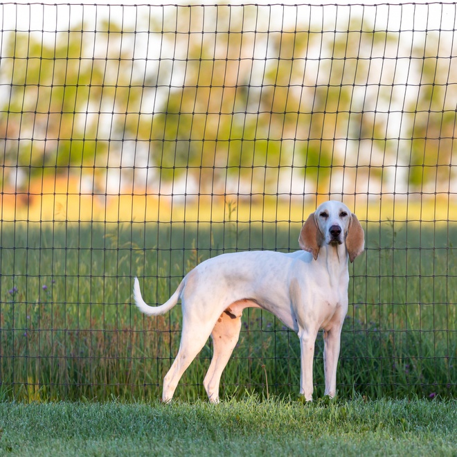 Ein Billy Hund aus der Ferne im Gras