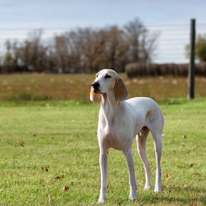 Ein Billy Hund auf der Wiese