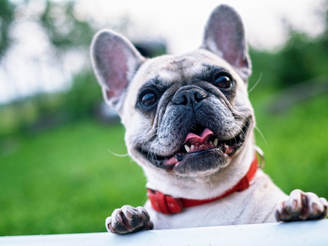 Un Bouledogue Français blanc