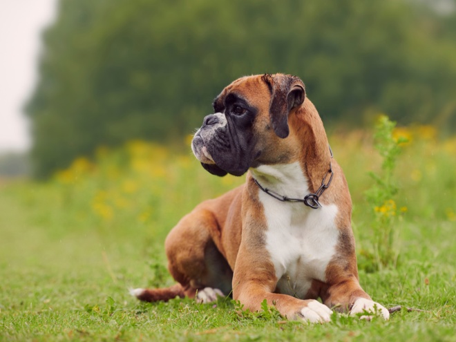 Un Boxer allongé dans l'herbe qui regarde sur le côté