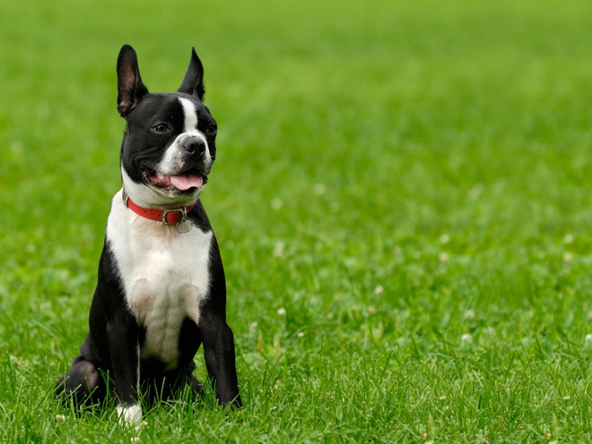 Un Boston Terrier assis dans l'herbe