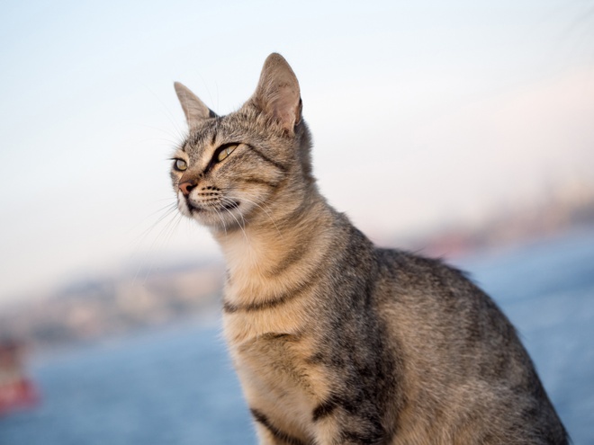 An Oriental Shorthair looking away