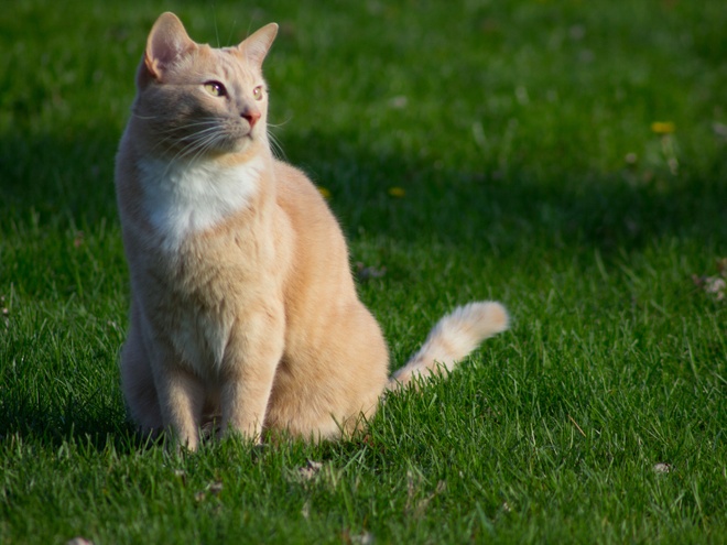 Eine cremefarbene Domestic Shorthair sitzt im Gras