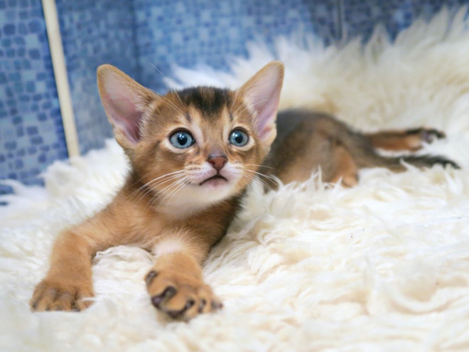 The 15 Cutest Cat Breeds You Will Love