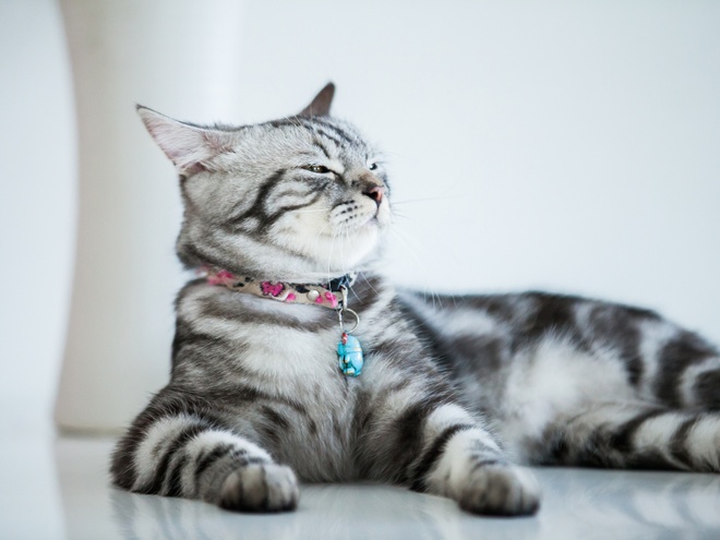 Eine schwarz-weiße amerikanische Kurzhaar Katze