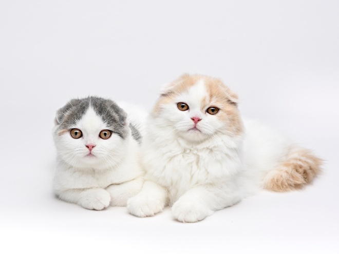 Two Scottish Fold sitting together