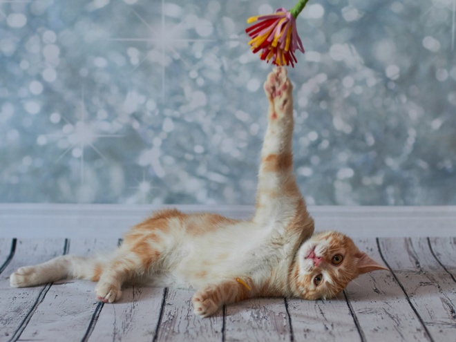 An American Bobtail playing