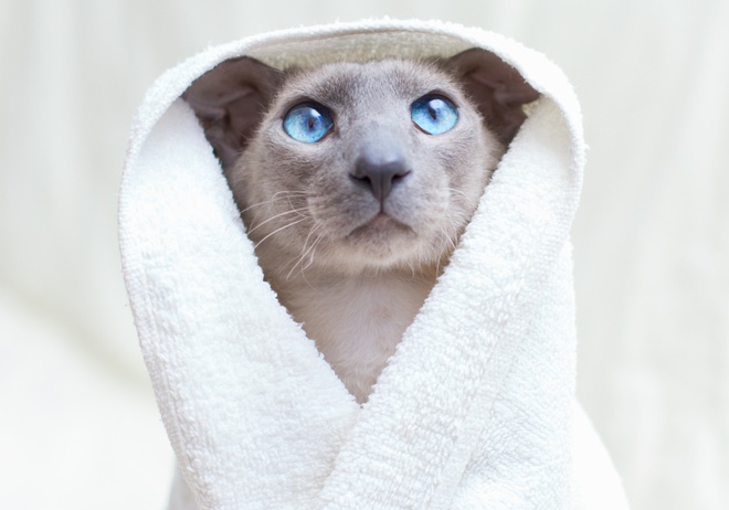 A Peterbald in a towel